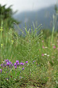 BUITEN BEELD Foto: 446692
