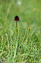 BUITEN BEELD Foto: 446699