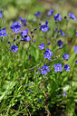 BUITEN BEELD Foto: 446701