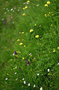 BUITEN BEELD Foto: 446702