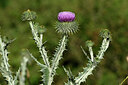 BUITEN BEELD Foto: 446709