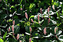 BUITEN BEELD Foto: 446711