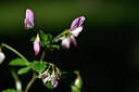 BUITEN BEELD Foto: 446724