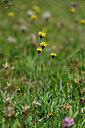BUITEN BEELD Foto: 446728
