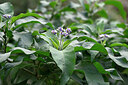 BUITEN BEELD Foto: 446732