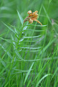 BUITEN BEELD Foto: 446733