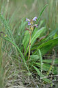 BUITEN BEELD Foto: 446735