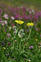 BUITEN BEELD Foto: 446740