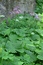 BUITEN BEELD Foto: 446772