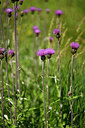 BUITEN BEELD Foto: 446774