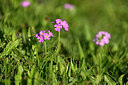 BUITEN BEELD Foto: 446775