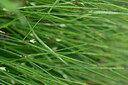 BUITEN BEELD Foto: 446782