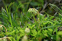 BUITEN BEELD Foto: 446806