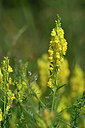 BUITEN BEELD Foto: 446813