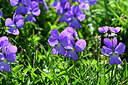BUITEN BEELD Foto: 446816