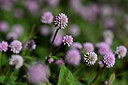 BUITEN BEELD Foto: 446818