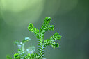 BUITEN BEELD Foto: 446830
