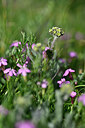 BUITEN BEELD Foto: 446846