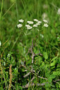BUITEN BEELD Foto: 446851