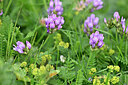 BUITEN BEELD Foto: 446859