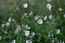 BUITEN BEELD Foto: 446862