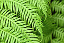BUITEN BEELD Foto: 446873