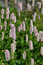 BUITEN BEELD Foto: 446874