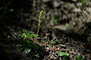 BUITEN BEELD Foto: 446880