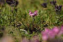 BUITEN BEELD Foto: 446891