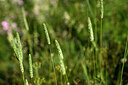 BUITEN BEELD Foto: 446897