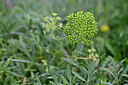 BUITEN BEELD Foto: 446904