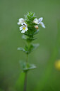 BUITEN BEELD Foto: 446926