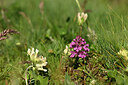 BUITEN BEELD Foto: 446935