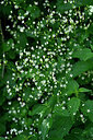 BUITEN BEELD Foto: 446950
