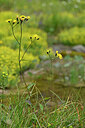 BUITEN BEELD Foto: 446952
