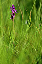 BUITEN BEELD Foto: 446957