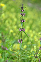 BUITEN BEELD Foto: 446963