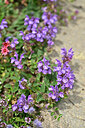 BUITEN BEELD Foto: 446969
