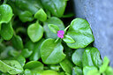 BUITEN BEELD Foto: 446977