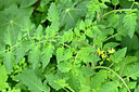 BUITEN BEELD Foto: 446979