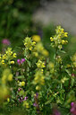 BUITEN BEELD Foto: 446980