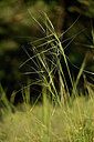 BUITEN BEELD Foto: 446984