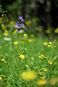 BUITEN BEELD Foto: 446988