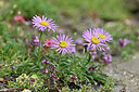BUITEN BEELD Foto: 447005