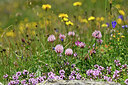 BUITEN BEELD Foto: 447007