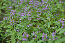 BUITEN BEELD Foto: 447019