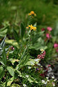 BUITEN BEELD Foto: 447020