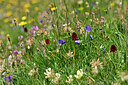 BUITEN BEELD Foto: 447034