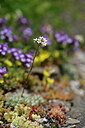BUITEN BEELD Foto: 447037