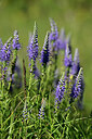 BUITEN BEELD Foto: 447038